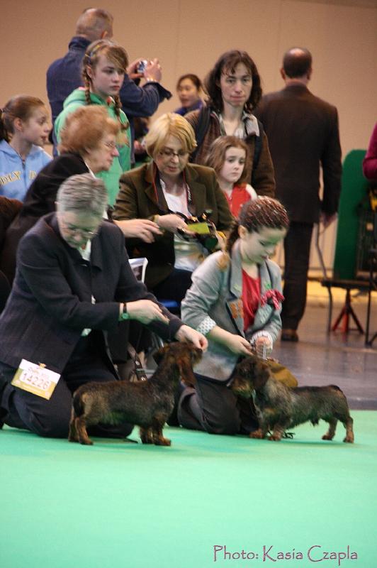 Crufts2011_2 545.jpg